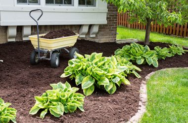 Garden maintenance in spring doing the mulching of the flowerbeds to keep down weeds and retain moisture in the soil